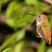 Allen's Hummingbird